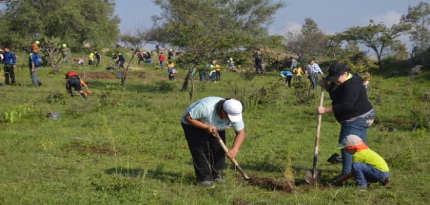 Plantaron árboles en el cerro del Toro