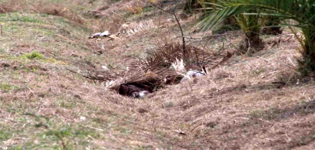 Encuentran cadáver en Roque